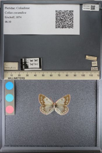 Media type: image;   Entomology 193868